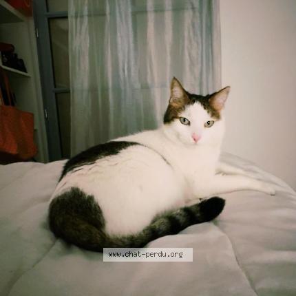Photo de chat perdu à Nimes