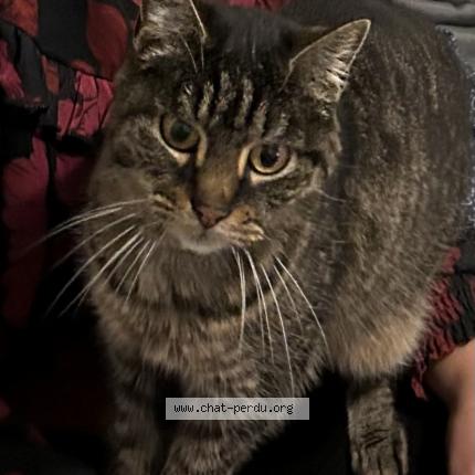 Photo 1/1 Chat retrouvé Perdu à Bordeaux