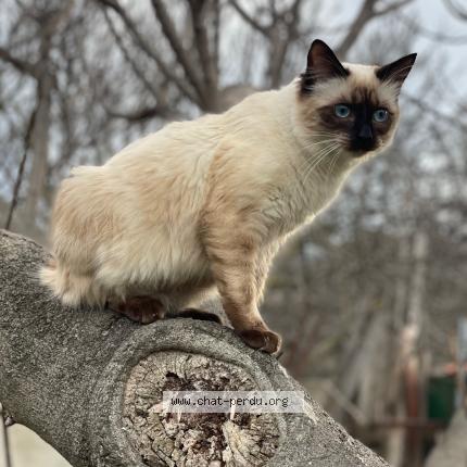 Photo de chat perdu à Chateauneuf Les Martigues