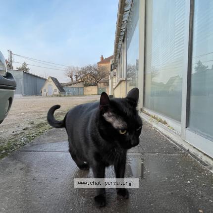Photo de chat perdu à Beaune