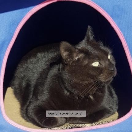 Photo de chat perdu à Valenciennes