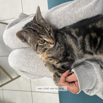Photo de chat perdu à Nantes