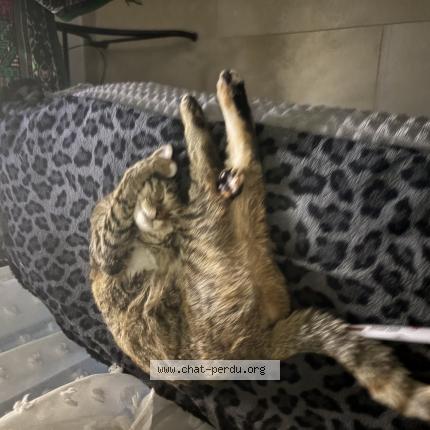 Photo 1/1 Lilly Chat perdu à Lepontet