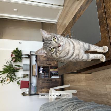 Photo de chat perdu à Aubervilliers 4 Chemins