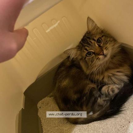 Photo 1/1 Utopy Chat perdu à St marcel les annonay