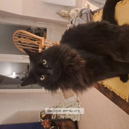 Photo 1/1 Chat retrouvé Perdu à Murat