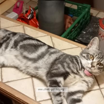 Photo de chat perdu à Wicres
