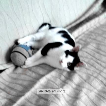 Photo 1/1 Virginie Chat perdu à Geaune