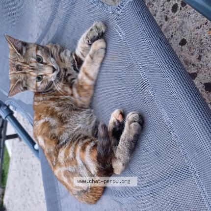 Photo de chat perdu à Saacy Sur Marne