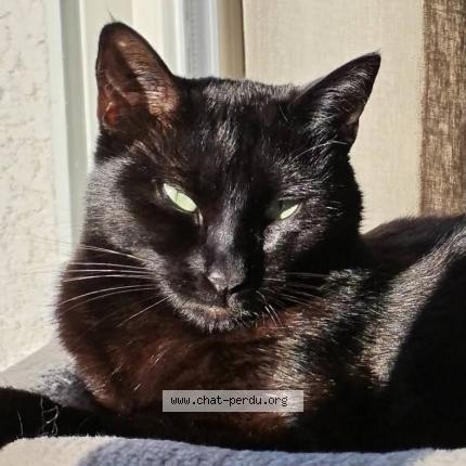 Photo 1/1 Maya Chat perdu à Lezignan corbieres