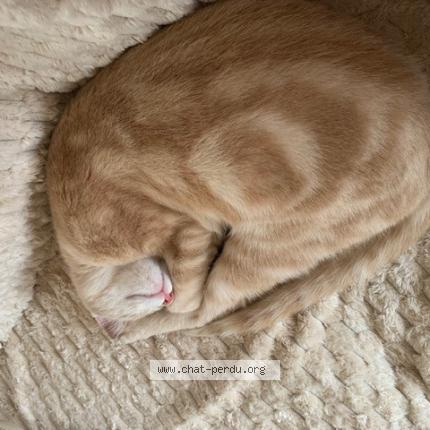 Photo 1/1 caramel Chat perdu à Bouafle