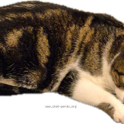Photo 1/1 Chat retrouvé Perdu à Le touvet