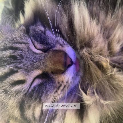 Photo de chat perdu à Aix En Provence