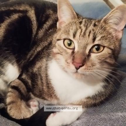 Photo de chat perdu à Amiens