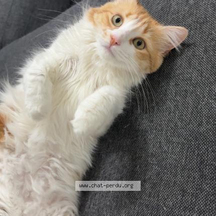Photo de chat perdu à Villeurbanne