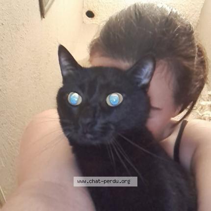 Photo 1/1 Felix Chat perdu à Nivolas vermelle