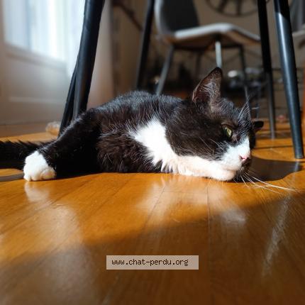 Photo 1/1 Socrate Chat perdu à Neufchateau