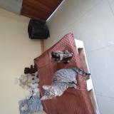 Photo de chat perdu à Cuenca