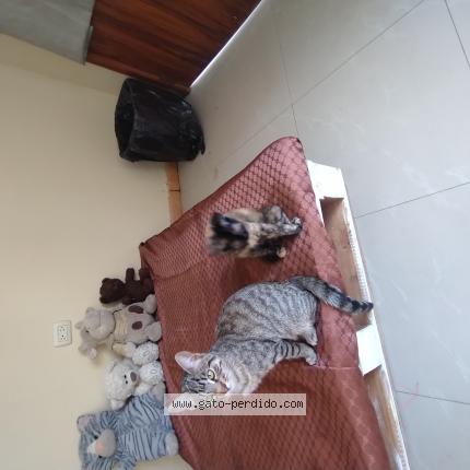 Photo 1/1 Motita Chat perdu à Cuenca