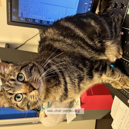 Photo 1/1 Chat retrouvé Perdu à Plaisir