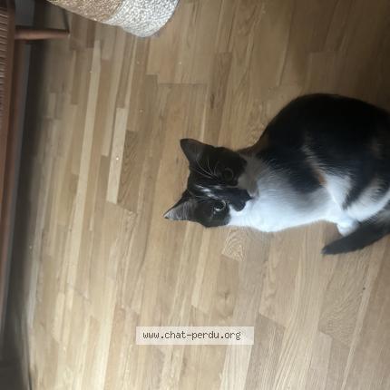 Photo de chat perdu à Nogent Sur Marne