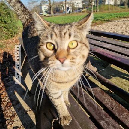 Photo 1/1 Suzette Chat perdu à Pace