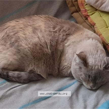 Photo 1/1 Chat retrouvé Perdu à Champigny