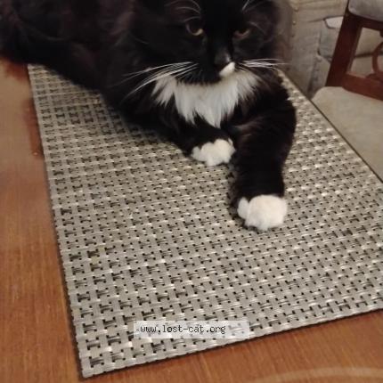 Photo 1/1 Pepper Chat perdu à Karachi