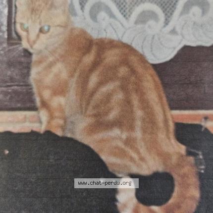 Photo 1/1 Chat retrouvé Perdu à Bouguenais