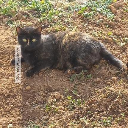 Photo 1/1 FiFi Chat perdu à Chassieu 69680