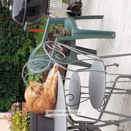 Photo de chat perdu à St Cyr La Riviere