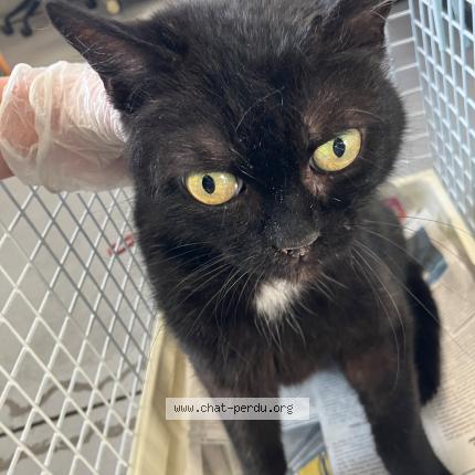 Photo 1/1 Chat trouvé Trouvé à Roubaix