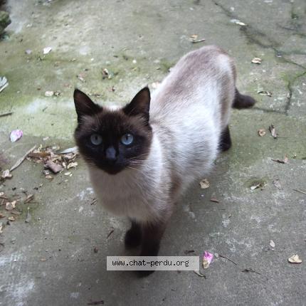 Photo 1/1 Plume Chat perdu à Bren