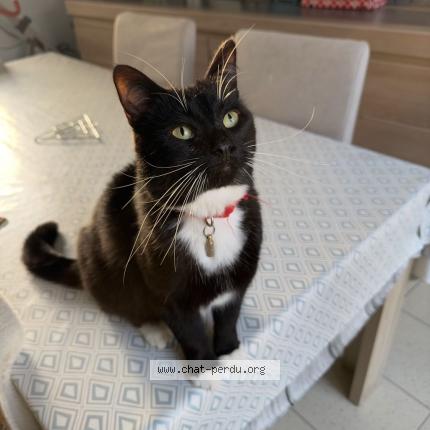 Photo de chat perdu à Cambrai