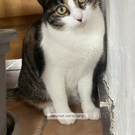 Photo 1/1 Chat retrouvé Perdu à Grezac