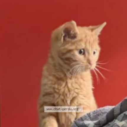 Photo de chat perdu à Pontault Combault