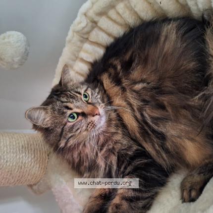 Photo 1/1 Hina. Chat perdu à Thiers sur theve