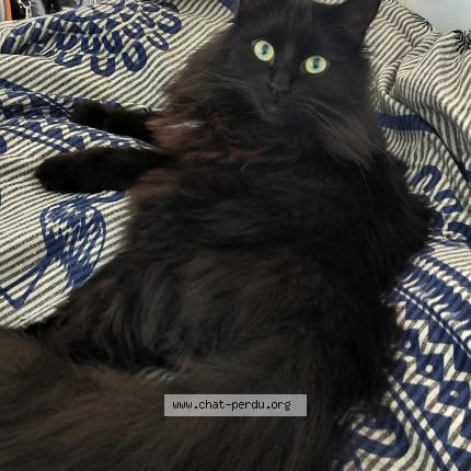 Photo de chat perdu à Talence