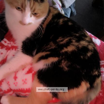 Photo 1/1 Mia Chat perdu à Bouge chambalud