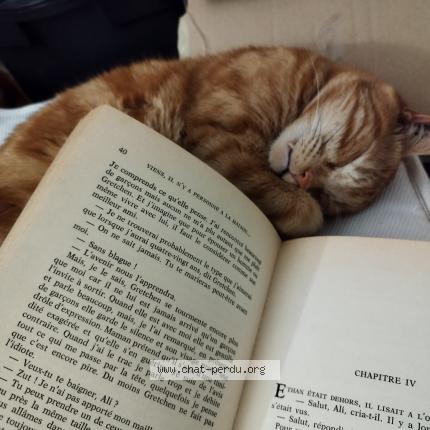 Photo de chat perdu à Orleans
