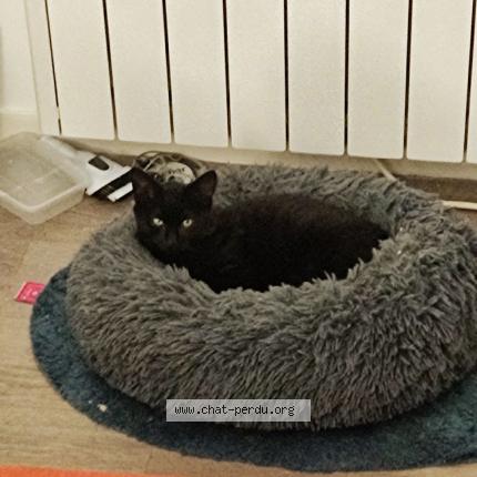 Photo de chat perdu à Maignelay Montigny