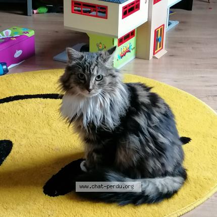 Photo 1/1 Manga Chat perdu à Wizernes