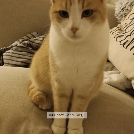 Photo 1/1 Tchoupi Chat perdu à Saint malo