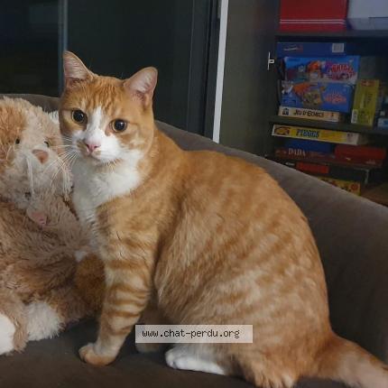 Photo 1/1 Chat retrouvé Perdu à Vanves