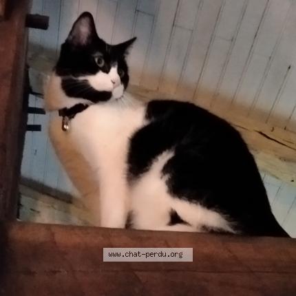 Photo 1/1 Chat retrouvé Perdu à Poitiers