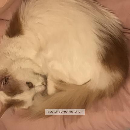 Photo 1/1 Myo Chat perdu à Aix en provence