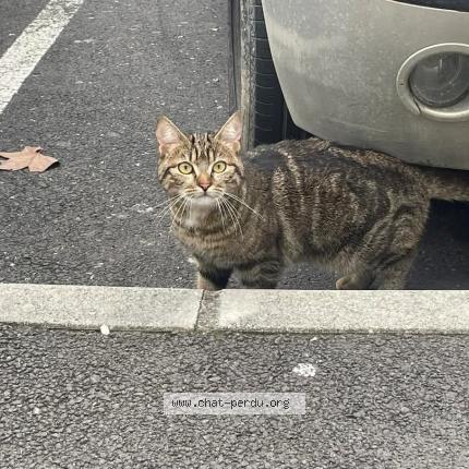 Photo 1/1 Rico Chat perdu à Beziers