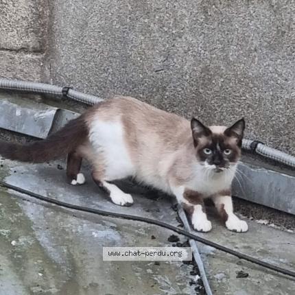 Photo 1/2 Chat retrouvé Perdu à Lorient