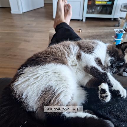 Photo 2/2 Chat retrouvé Perdu à Lorient