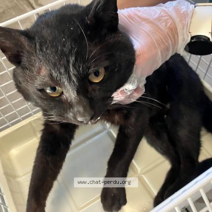 Photo 1/1 Chat trouvé Trouvé à Roubaix